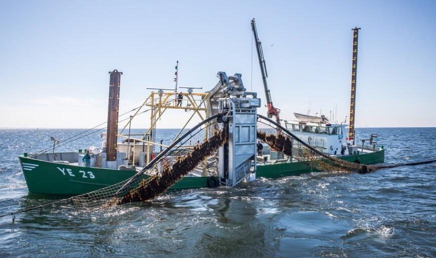 歐洲沿海開始進行海澡養殖試驗 凖備大規模商業化生產