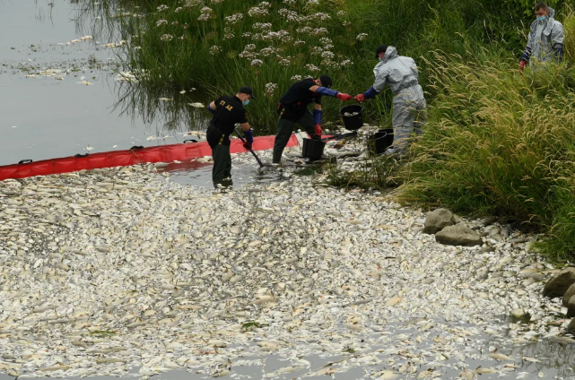 波蘭與德國之間河流有大量死魚 兩國官員指是生態災難